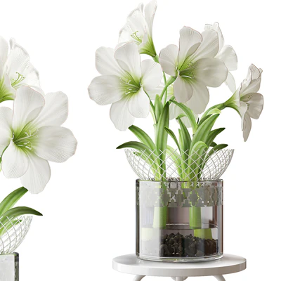 WHITE AMARYLLIS — Вид 1