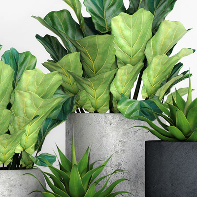 The collection of plants in pots 18. ficus lyre, flower, pot, flowerpot, concrete, bush, agave, interior, decorative, lyrata — Ver 4
