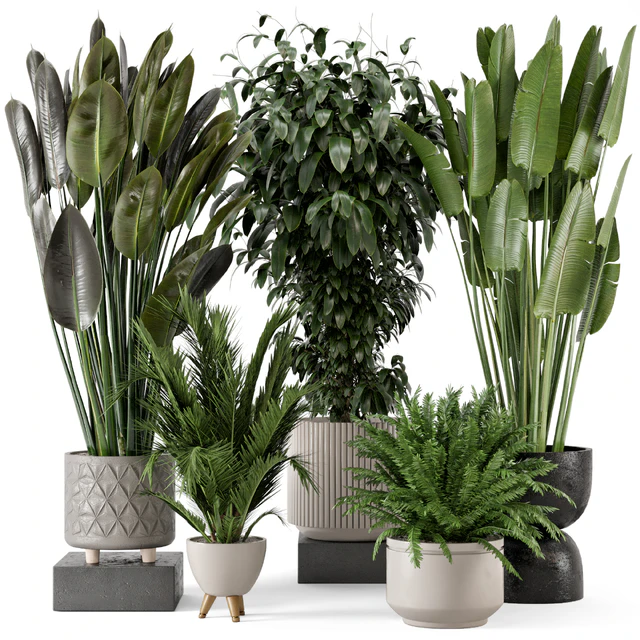 Indoor Plants in rusty Concrete Pot - Set 542 — Descargar