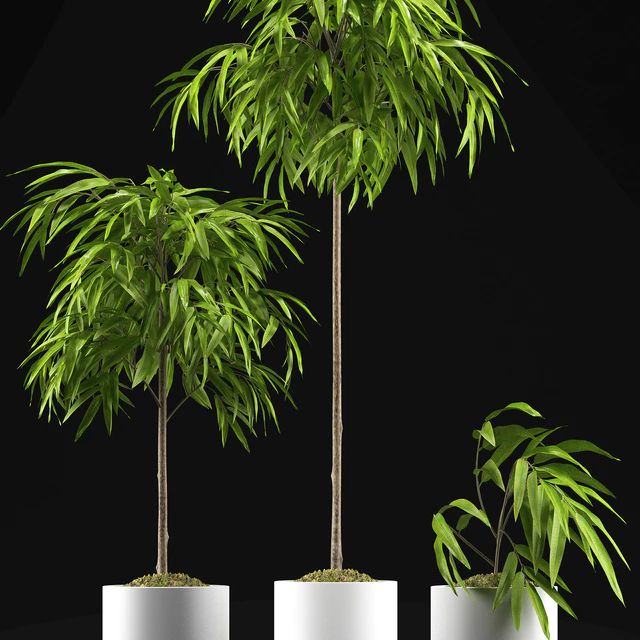 FICUS ALII PLANT 64 — Descargar