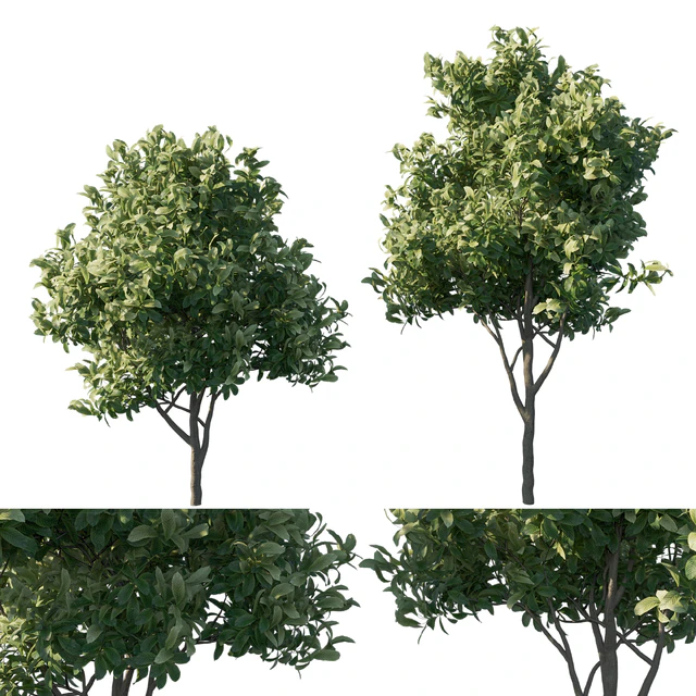 Eriobotrya japonica loquat 03 — Descargar