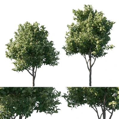 Eriobotrya japonica loquat 03 — Ver 1