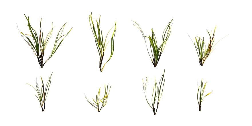 common eelgrass 001 — Descargar