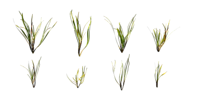 common eelgrass 001 — Descargar