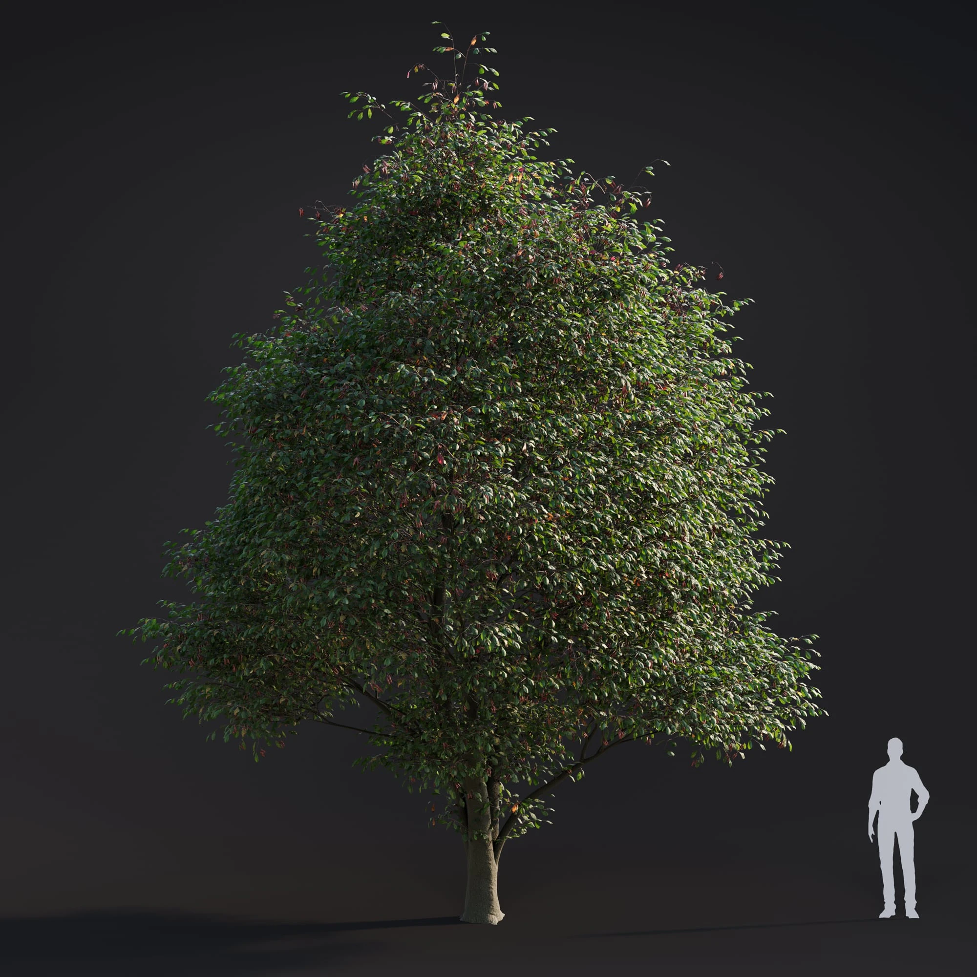 001 alnus rubra — Descargar