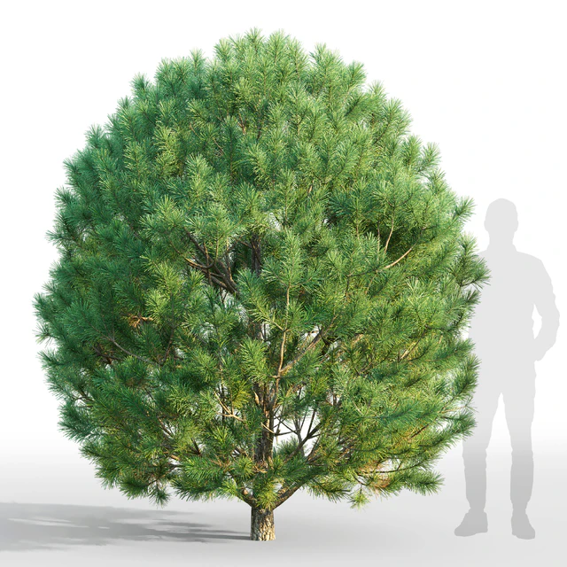 Pine — Скачать