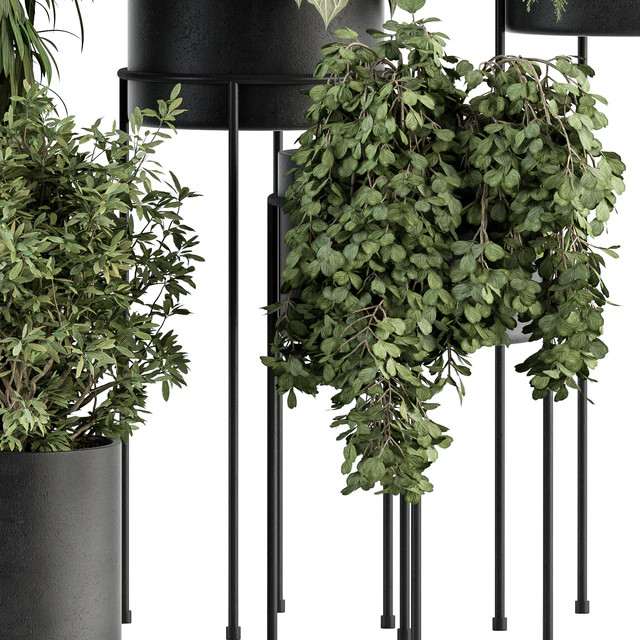 indoor Plant Set 355- Tree and Plant Set in Black pot — Скачать