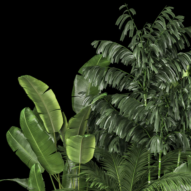 A collection of plants for a home garden with thickets and bushes, palm, strelitzia, flowerbed, flowerpot, ficus lirata. 1114. — Descargar