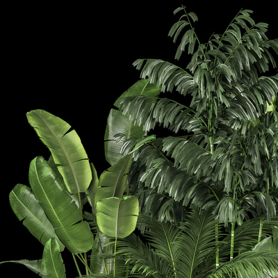 A collection of plants for a home garden with thickets and bushes, palm, strelitzia, flowerbed, flowerpot, ficus lirata. 1114. — Ver 7