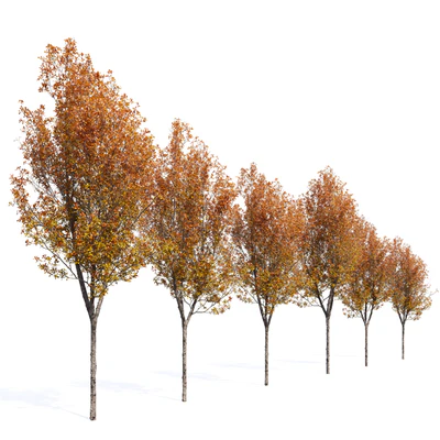 Quercus robur — Ver 7