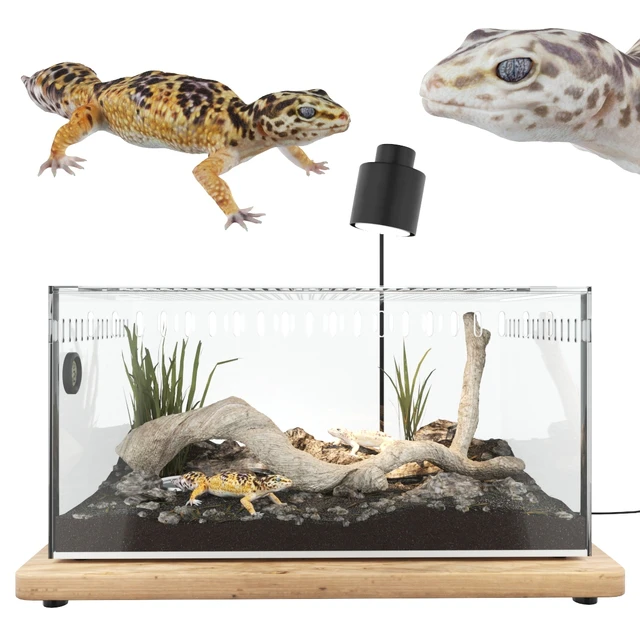 Terrarium with geckos — Descargar