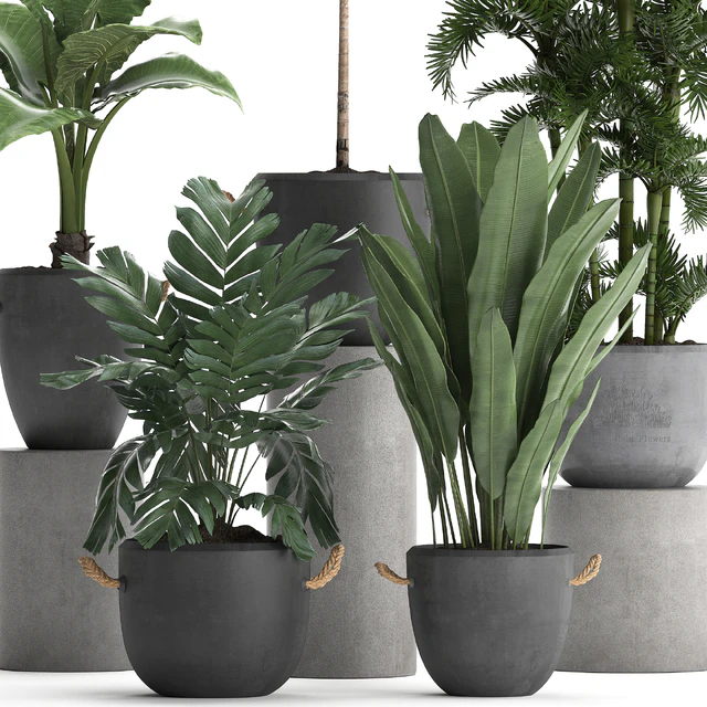 A collection of plants in modern black concrete pots with palm Cariota, Areca, banana, alokasia. Set 405. — Descargar
