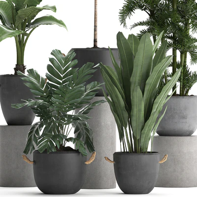 A collection of plants in modern black concrete pots with palm Cariota, Areca, banana, alokasia. Set 405. — Ver 3