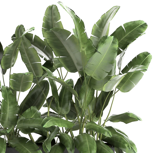 Lush exotic thickets of bushes banana palm ravenala, Strelitzia in a metal pot flowerbed. 866. — Descargar