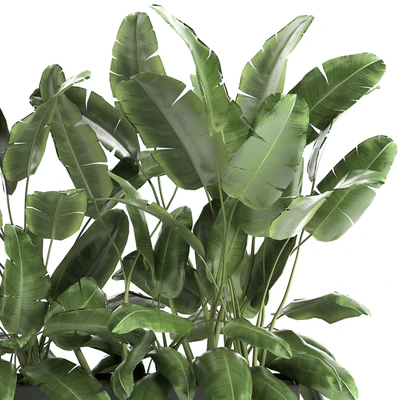 Lush exotic thickets of bushes banana palm ravenala, Strelitzia in a metal pot flowerbed. 866. — Ver 5