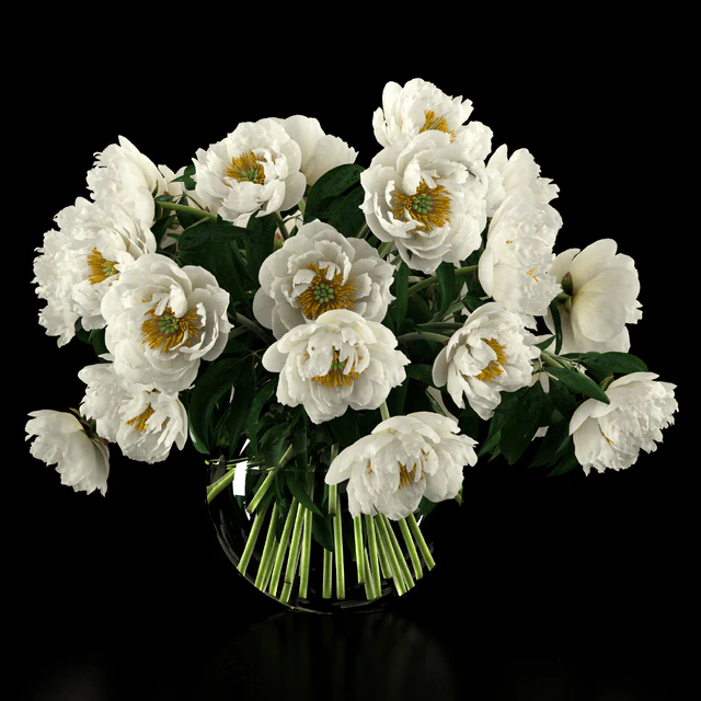 White peonies — Скачать