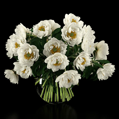 White peonies — descargar