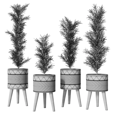 Podocarpus Vase Plant — Ver 4
