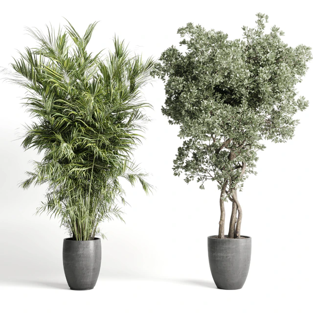 indoor plant set 452 plant bush monstera tree vase dirty concrete — Скачать