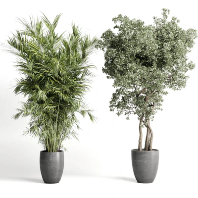 indoor plant set 452 plant bush monstera tree vase dirty concrete — Вид 7