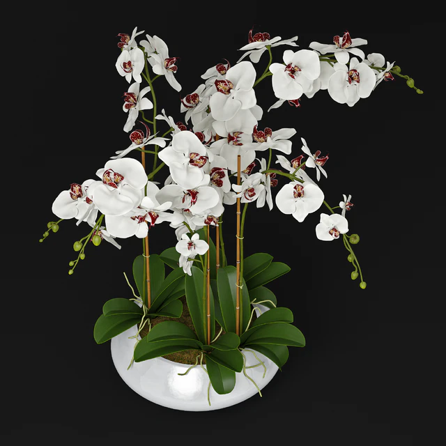 Orchid 11 — Descargar