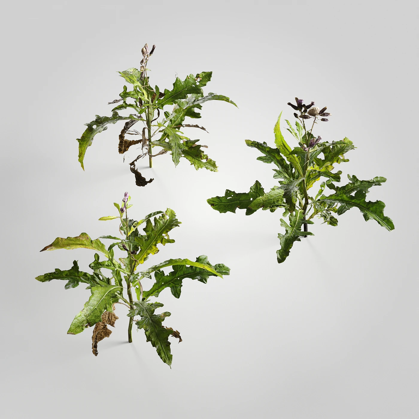 plants and weeds 004 — Descargar