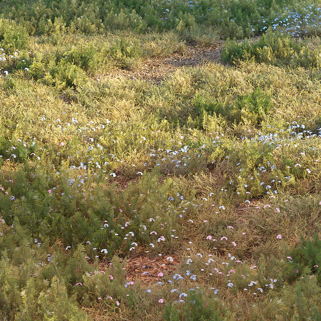 Forest grass — Descargar