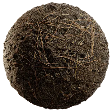 grass and pine 002 — Скачать