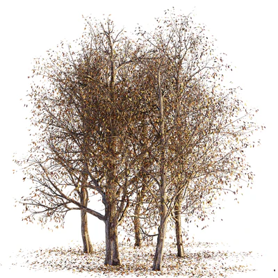 Collection of dry autumn trees 001 — Ver 3