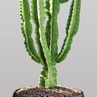 Cactus | Euphorbia ingens — Ver 3