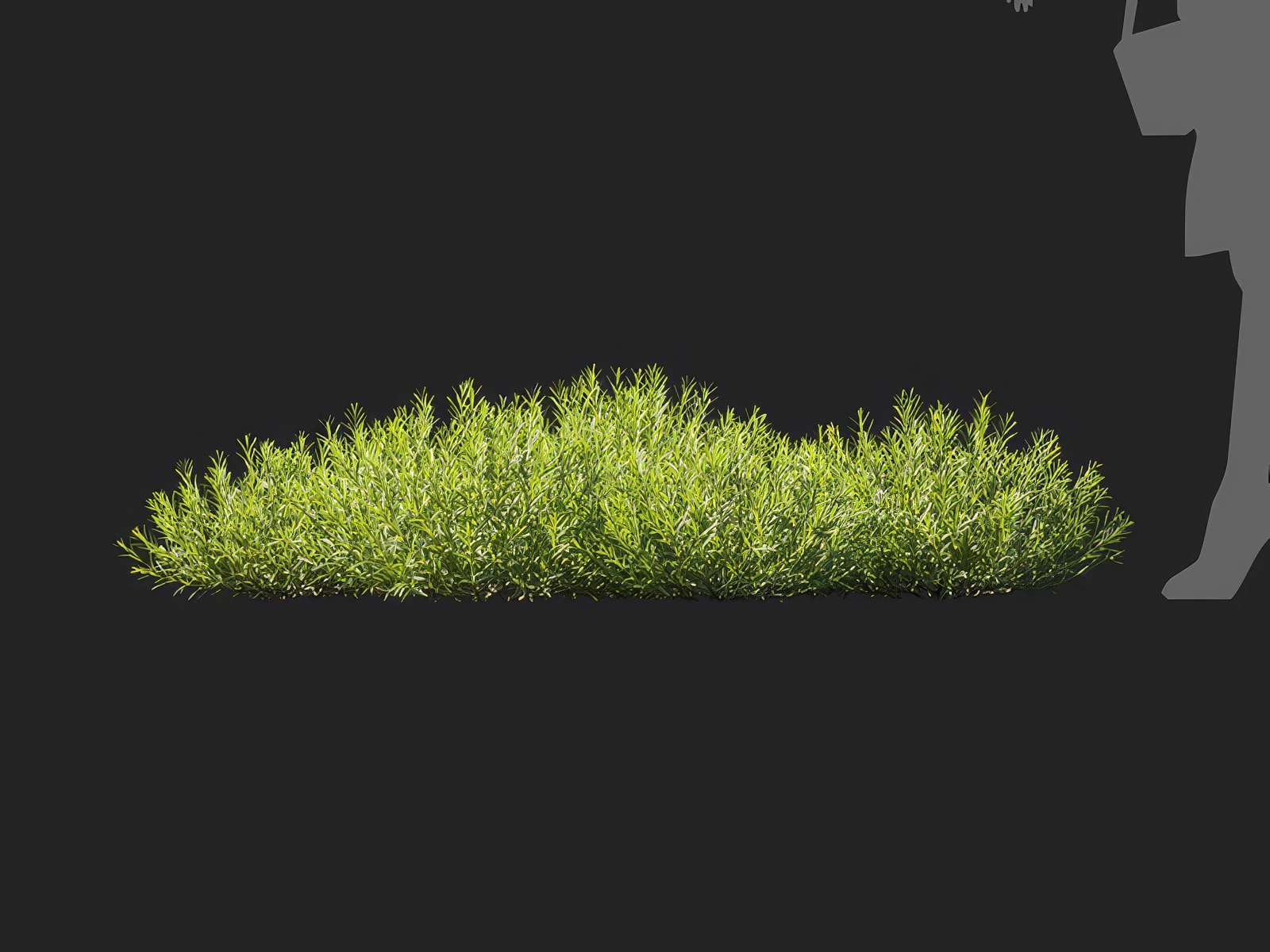 lavandula angustifolia 006 — Скачать