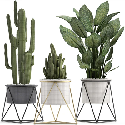 Collection of plants 280. Cactus, Dieffenbachia, white pot, interior plants, Scandinavian style — Ver 3