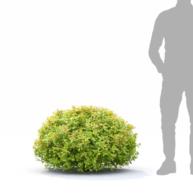 Spiraea Golden Princess — Скачать