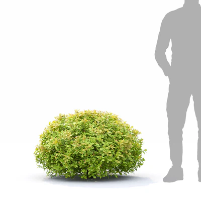 Spiraea Golden Princess — Вид 7
