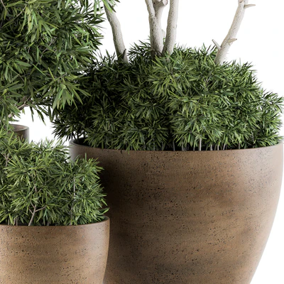 Outdoor Plants tree in Concrete Pot - Set 111 — Ver 5