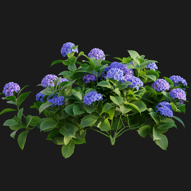Hydrangea 02 — Скачать