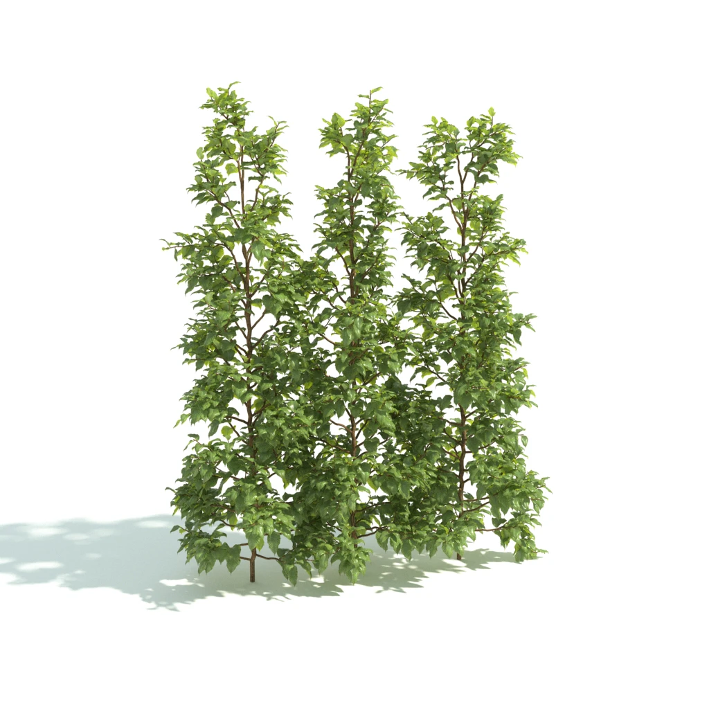 hedges 003 — Download