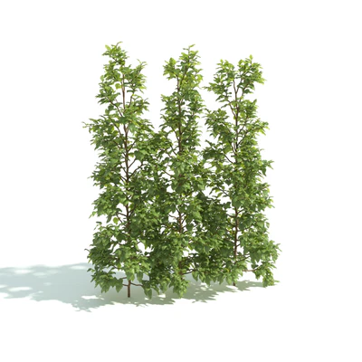 hedges 003 — Download