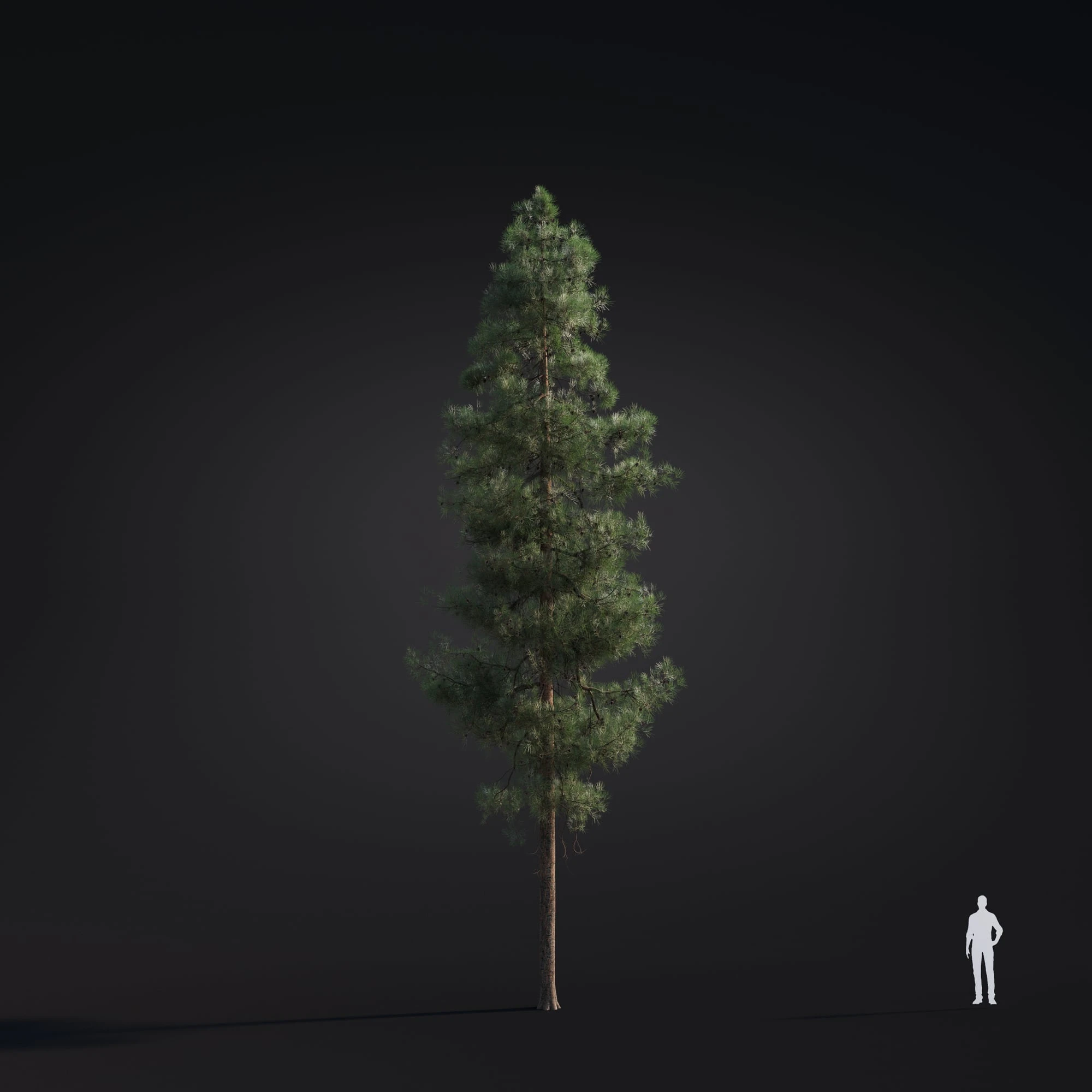 029 pinus ponderosa — Скачать