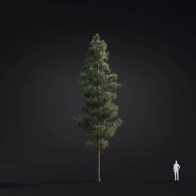 029 pinus ponderosa — Скачать