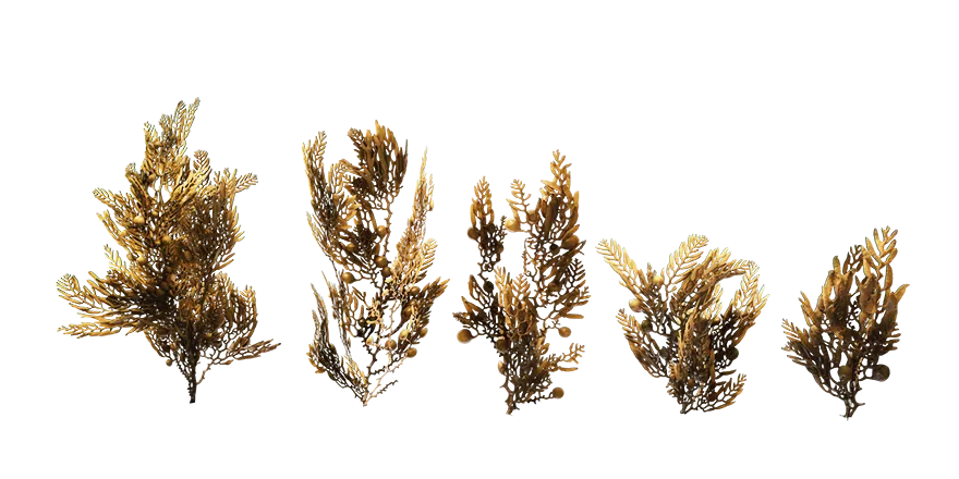 ocean seaweed 002 — Скачать