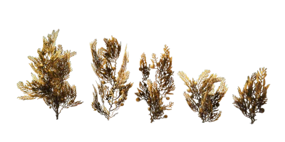 ocean seaweed 002 — download