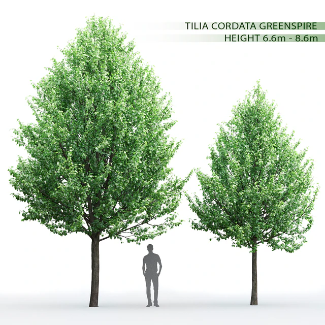 Tilia — Descargar