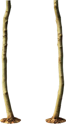 beech tree trunk 011 — Скачать