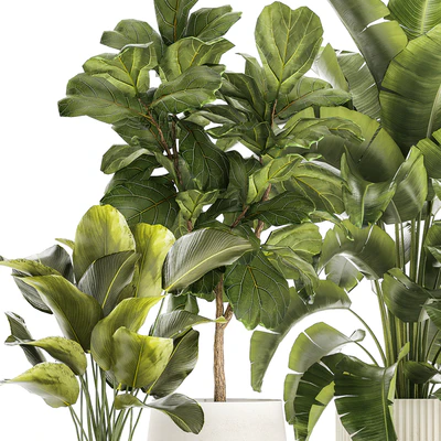 Collection of plants in modern white pots with ficus Lirata tree, banana palm, calathea lutea, cactus, Strelittia. Set 1359. — Ver 7