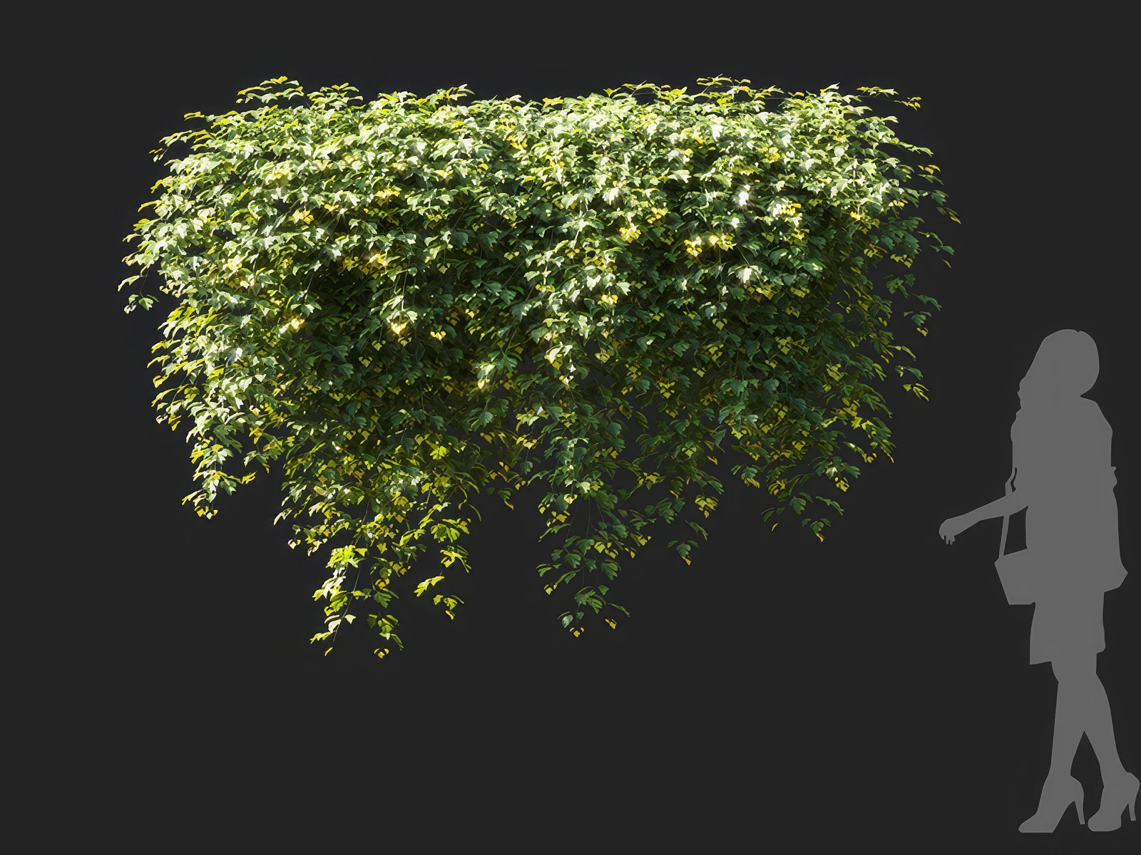 cissus rhombifolia 002 — Descargar
