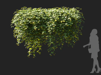 cissus rhombifolia 002 — Descargar