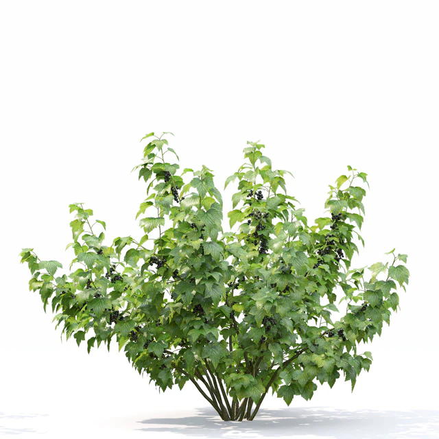 Currant bush — Descargar