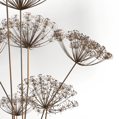 Decorative set with a bouquet of dill — Ver 3