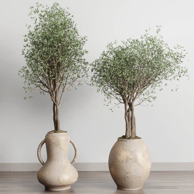 Olive tree in an old earthenware vase indoor collection 182 — Скачать